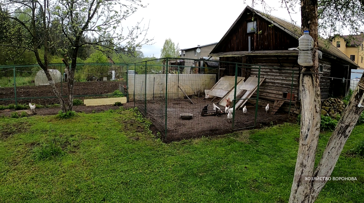 Куры в выгуле