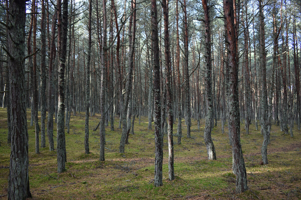 На окраине Танцующего Леса