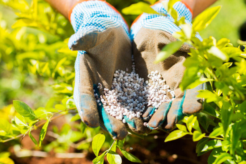 Жасмин растение неприхотливое и подкормка требуется по усмотрению садоводов. Ссылка на фото https://bitly.su/jRiJZEj.