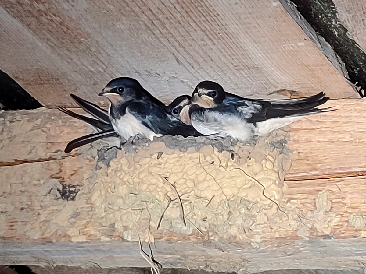 Как выглядит дом ласточки 9 Clever Ways To Prevent Birds From Nesting Around Your House
