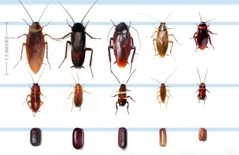 Источник изображения: сайт dezvredexpert.com