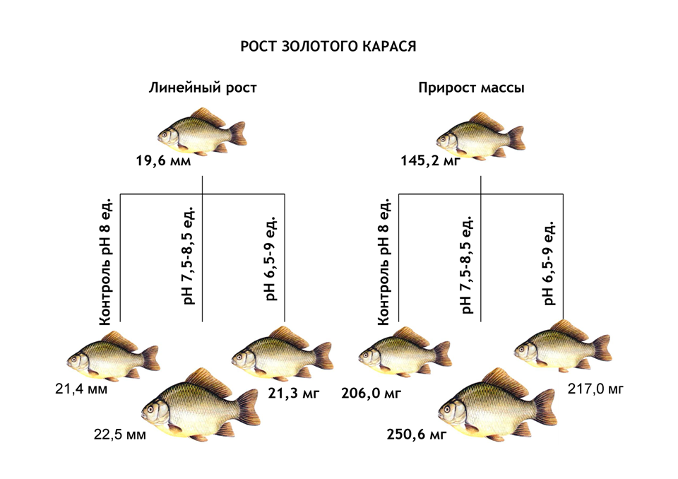 Карась составить схему