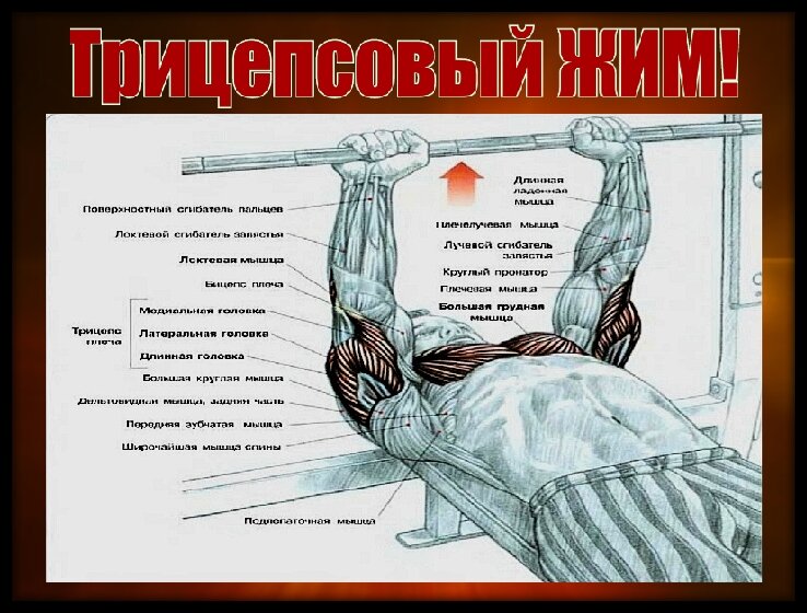 Схема выполнения упражнения взята из книги Ф. Дэлавье "Анатомия силовых упражнений".