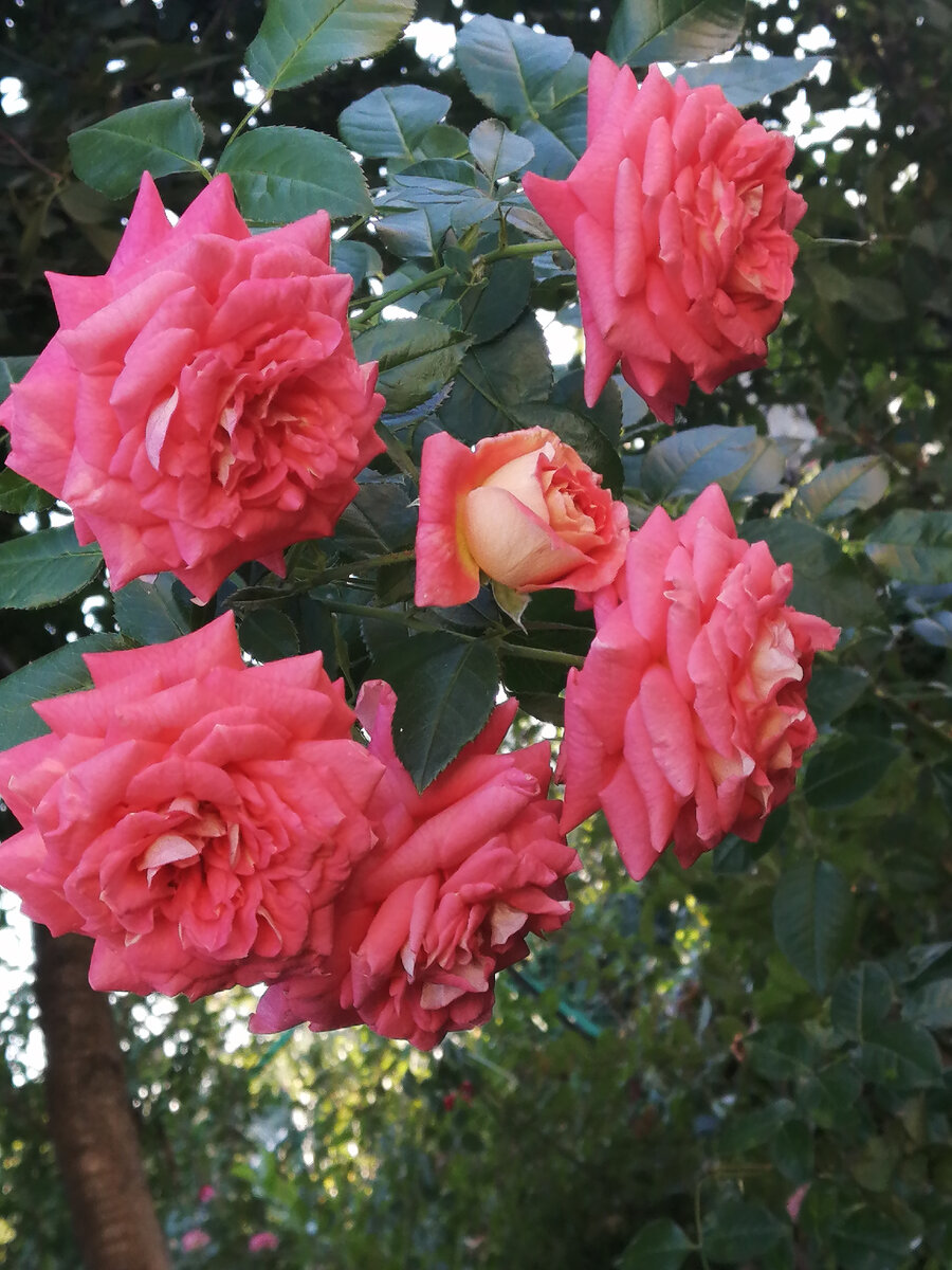 Соммерзонне Sommersonne. 