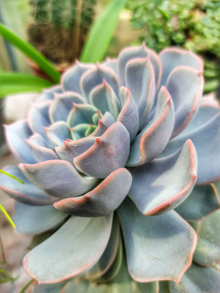 Одна из моих эхеверий. Разве не красавица? Фото автора