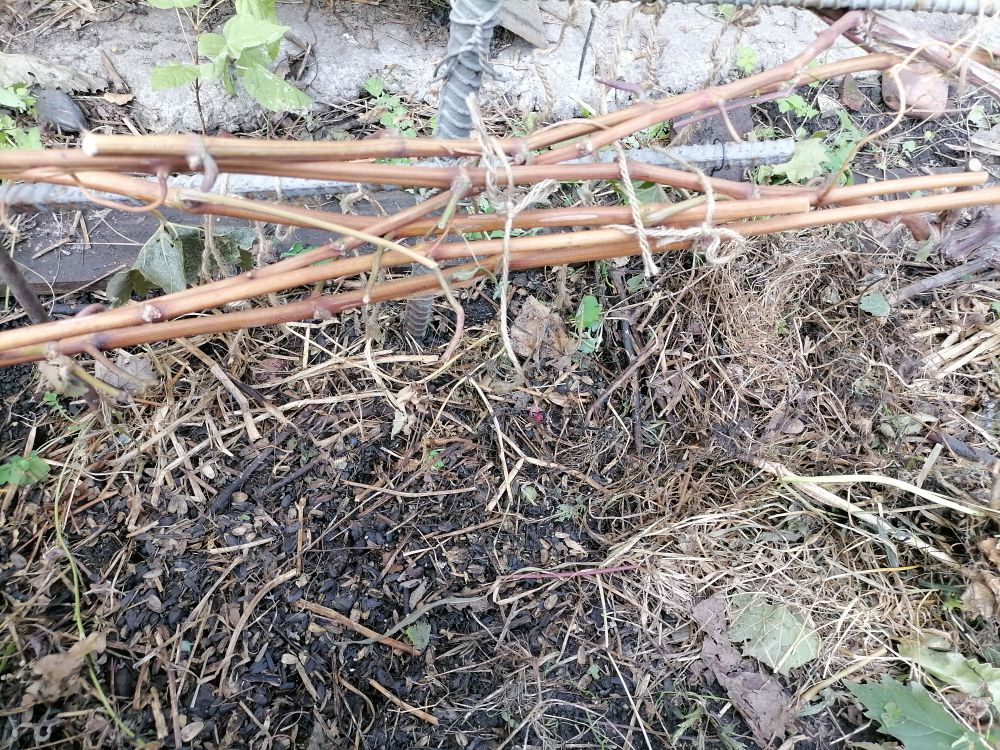 Виноград поливаю, когда он уже обрезан и связан.