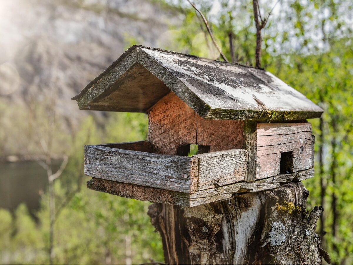 Кормушек для птиц своими руками для конкурса (82 фото)