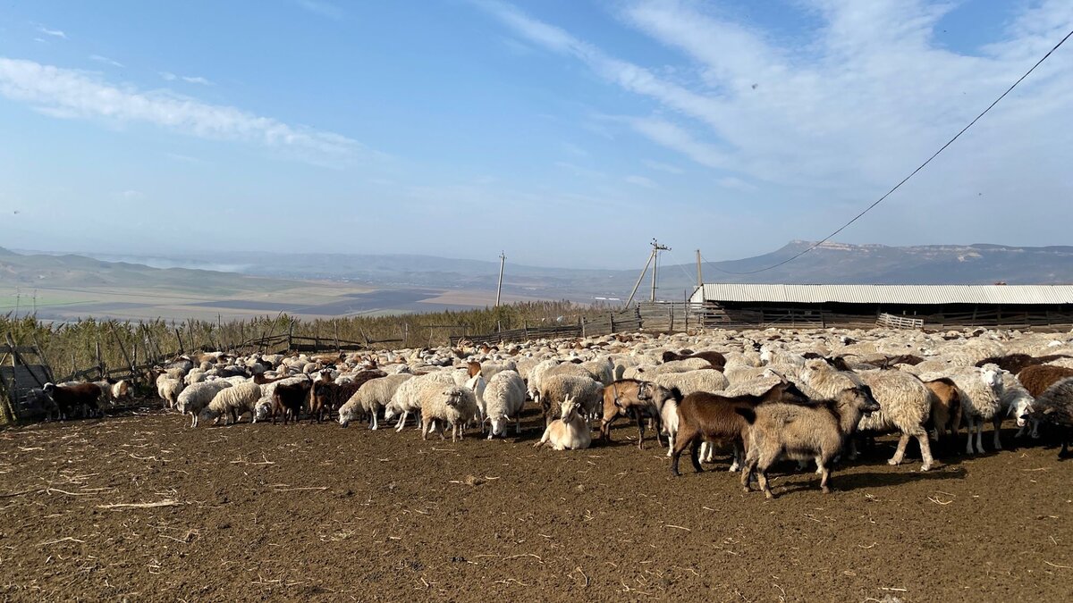 Барашков в КЧР очень много!