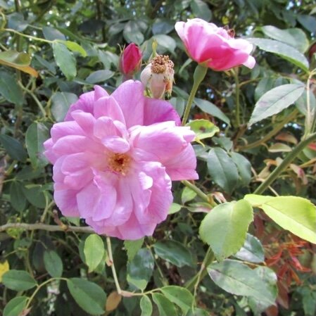 Parson’s Pink China (фото helpmefind.com)