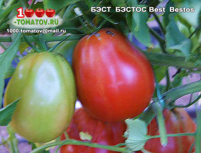 Томат Бэст Бэстос  Best Bestos фото 2