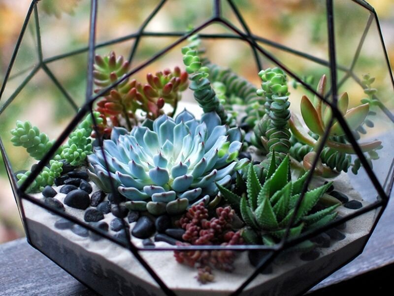 Суккуленты. Ссылка на фото https://goo.su/Xst.