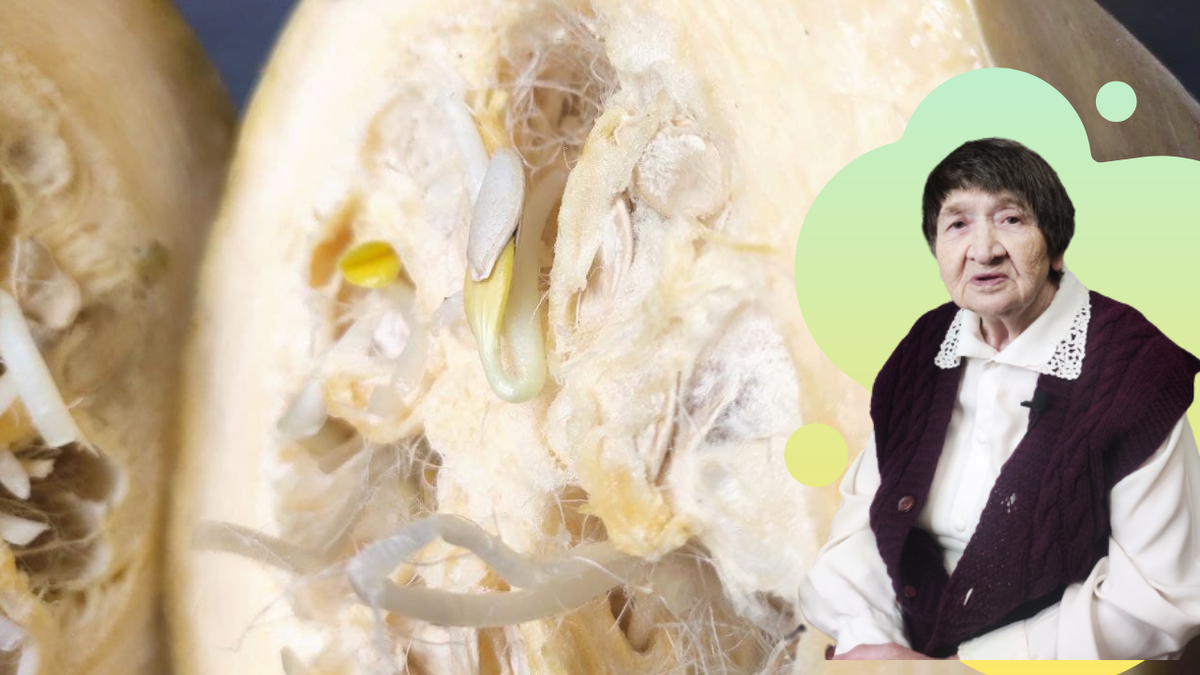 проверила у себя кабачки и нашла один, с проросшими семенами