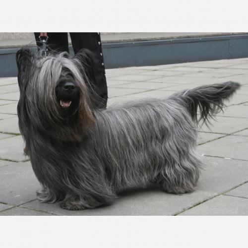 Скай терьер