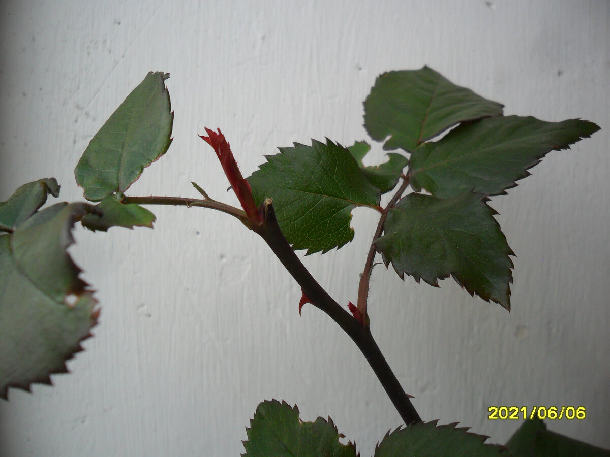 Рост почки после удаления слепого побега