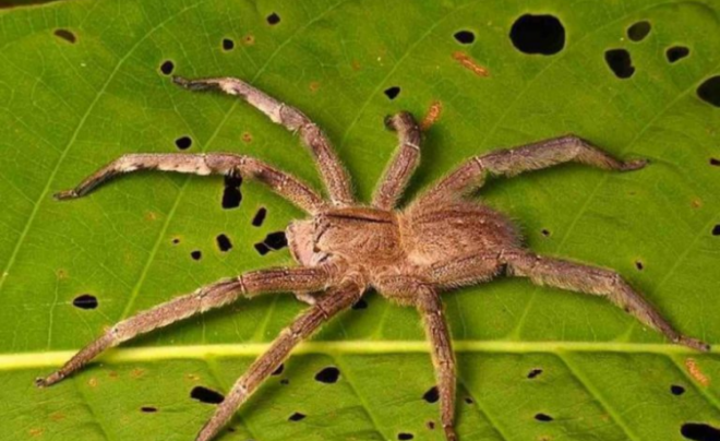 Банановый паук