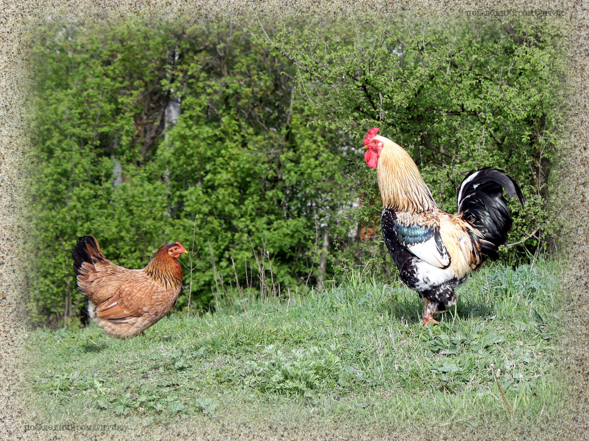 Как мы себе представляли наше животноводство 