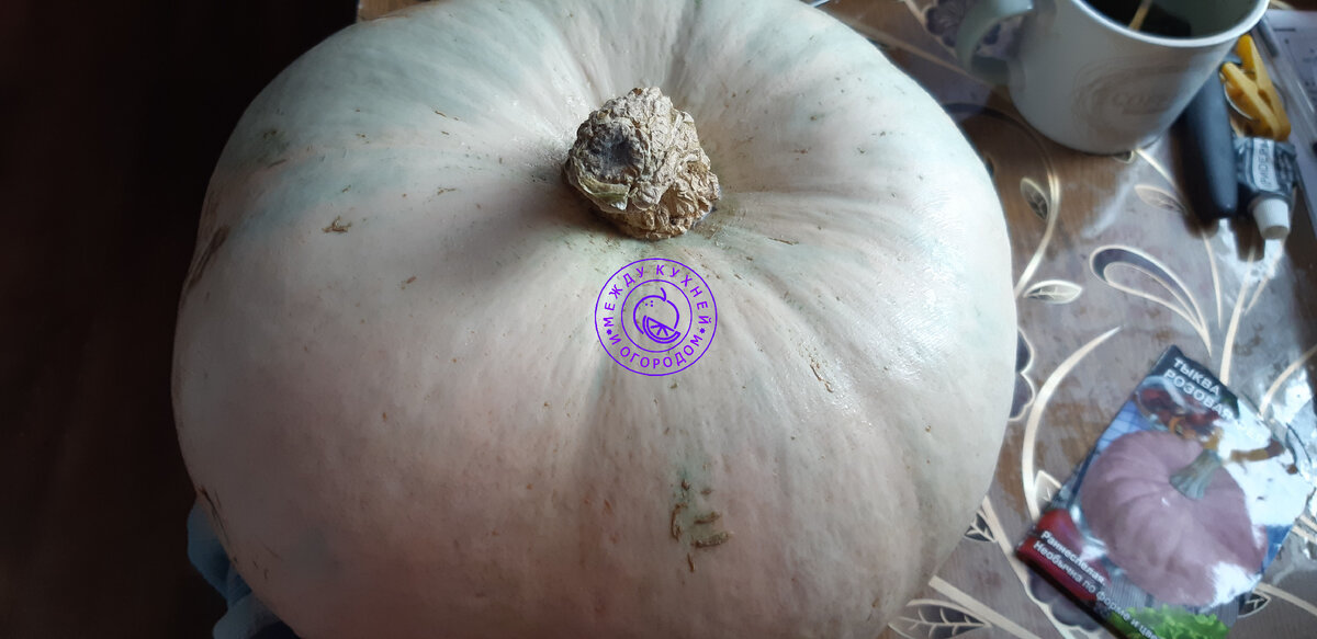 А я еще сажал Розовую фею, приготовила пакет с семенами, чтобы сравнить...Фея не взошла точно...