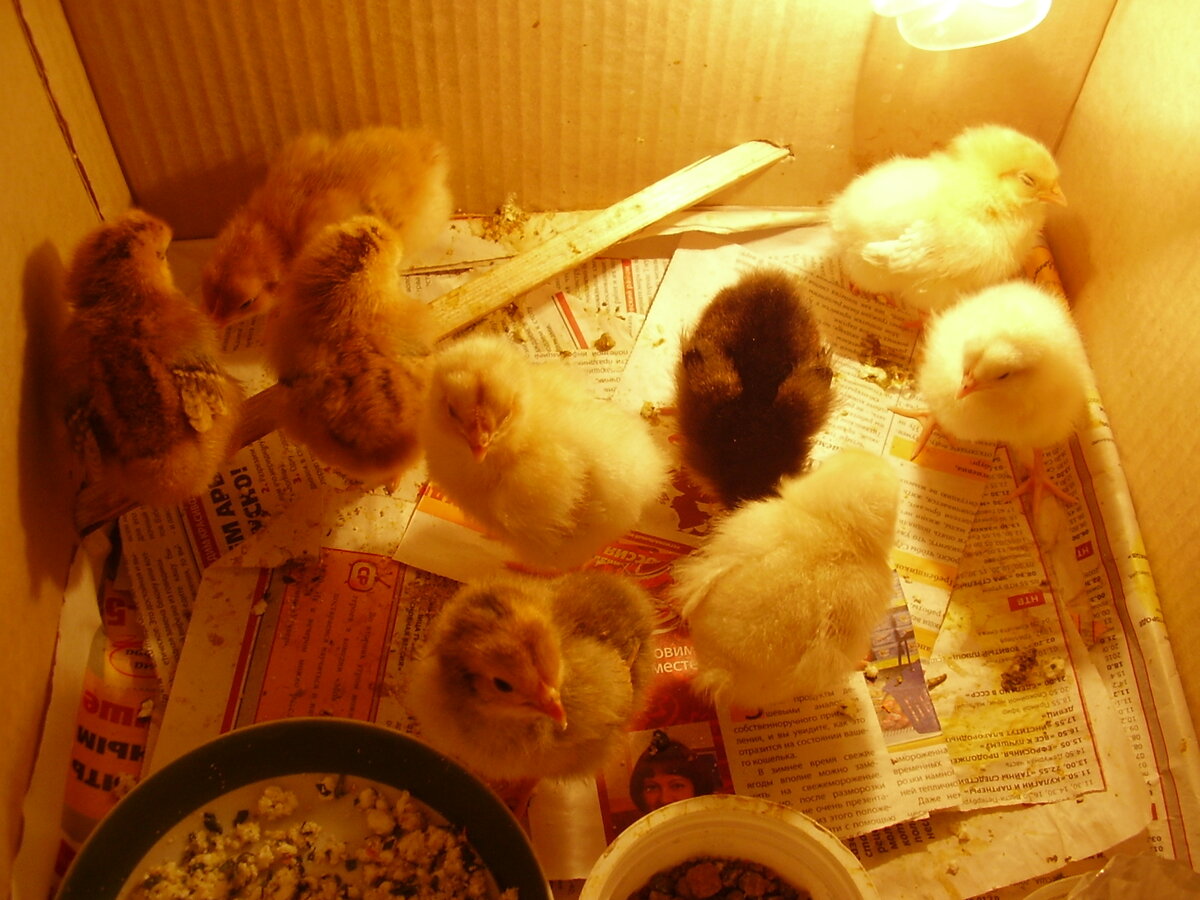 Мои первые цыплята