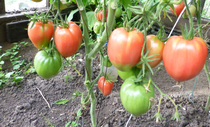 Помидоры сенсей