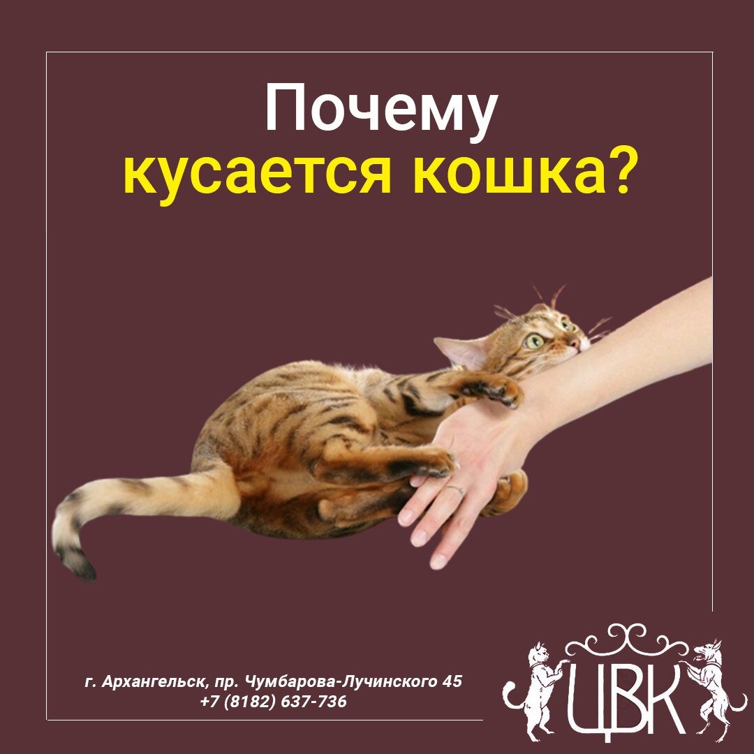 Почему кусается кошка