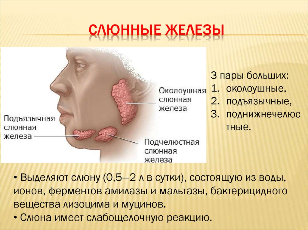 Повышено крупный. Слюнные железы анатомия схема. Околоушная слюнная железа секрет. Слюнная железа строение у человека. 3. Проток околоушной слюнной железы.