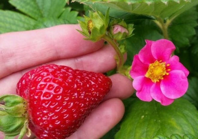 Розовая мечта