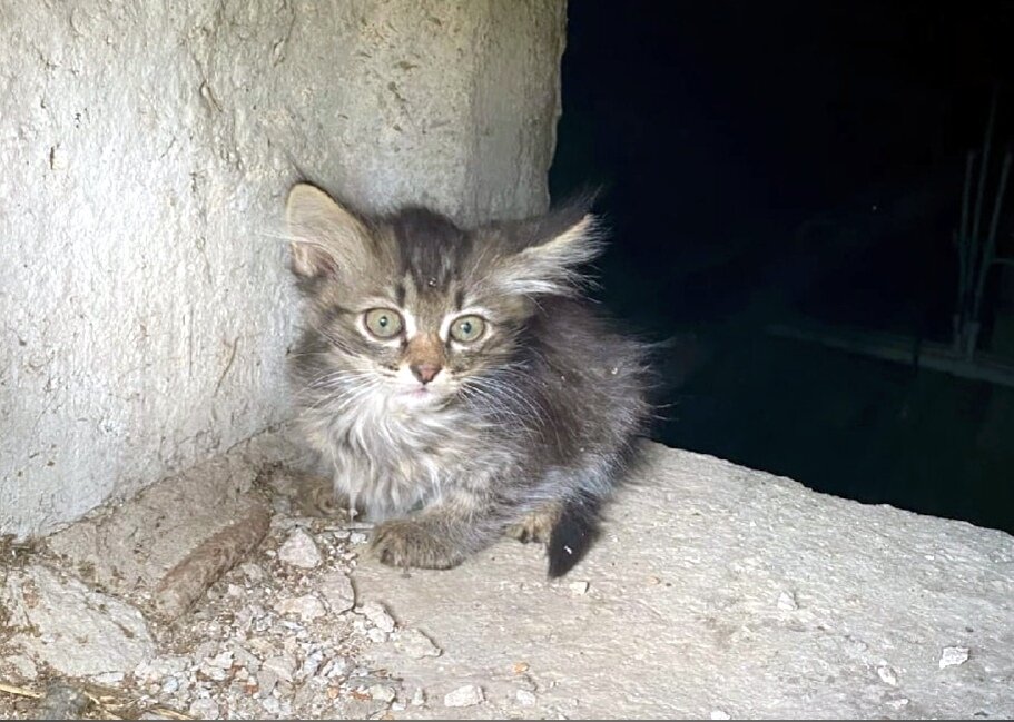 Хрупкие, беззащитные существа появились на свет, потому что их маме никто вовремя не помог. Волонтеры постараются изменить их жизнь к лучшему.