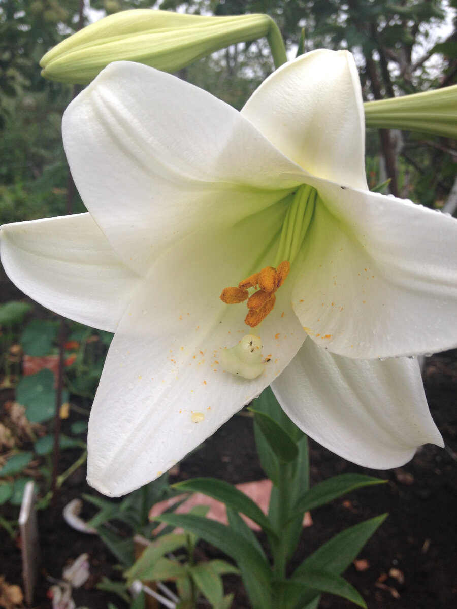 Длинноцветковый гибрид- Уайт Элеганс.