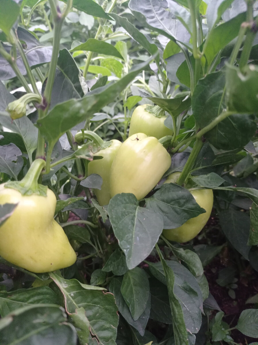 Фото автора. 