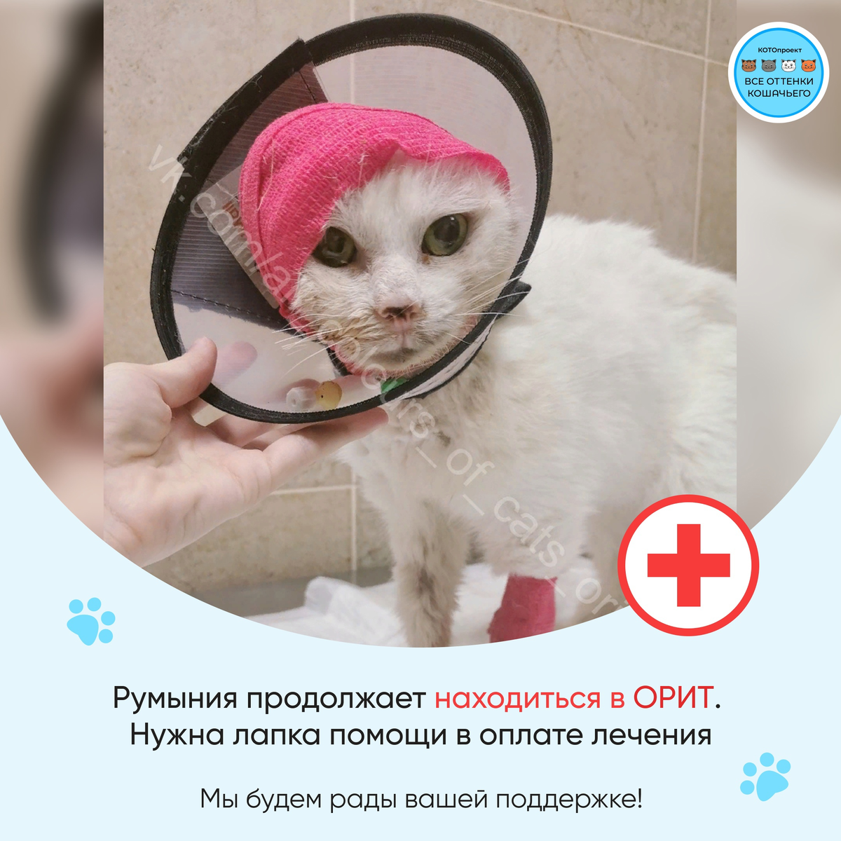 © ВСЕ ОТТЕНКИ КОШАЧЬЕГО. Румыния в настоящее время 