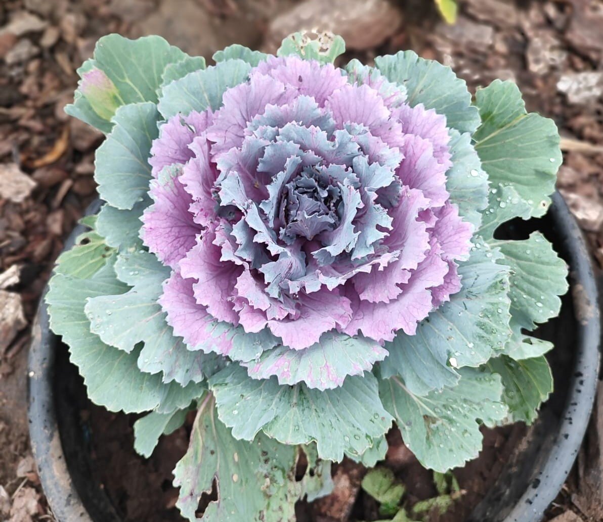 Декоративная капуста Brassica oleracea