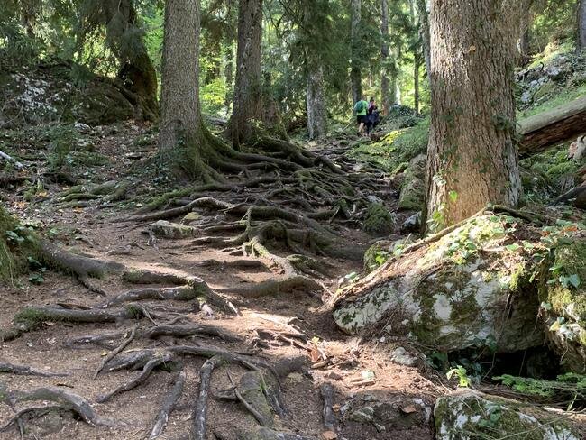 Малые тропы. Малая экологическая тропа серпиевка. Графский заповедник воронеж тропа. Парк зюраткуль экотропа. Зюраткуль национальный парк экотропа.