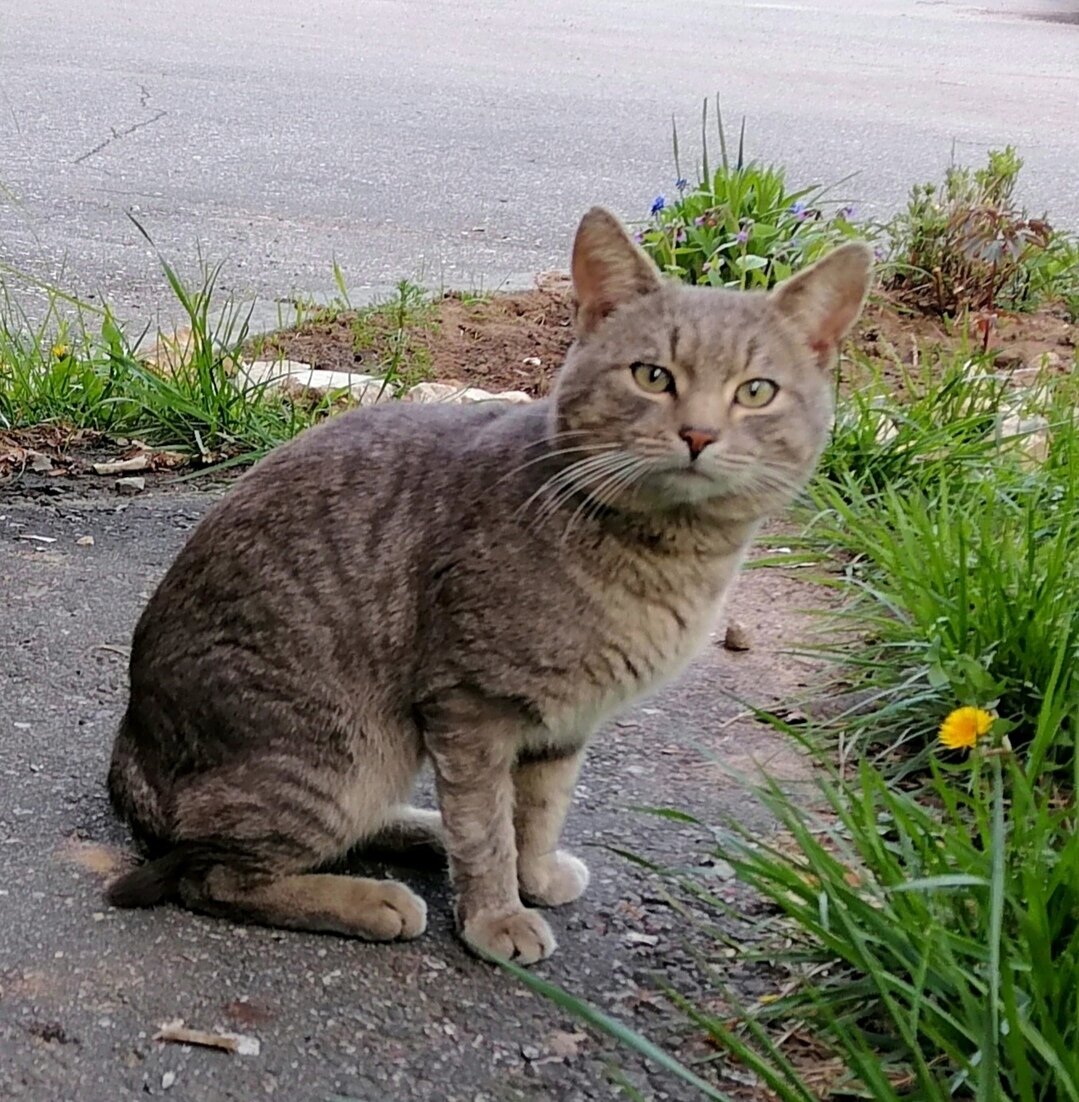 Морис фото автора статьи