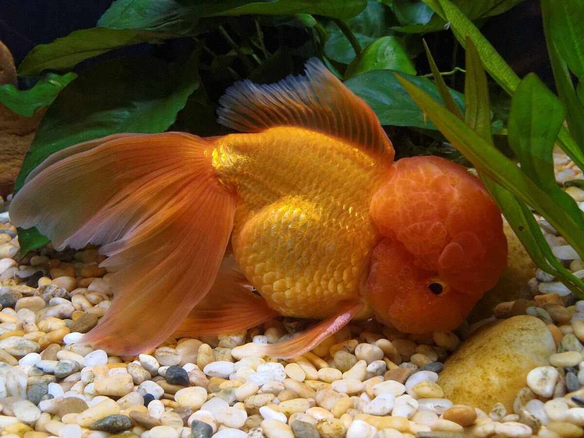 красные золотые рыбки фото