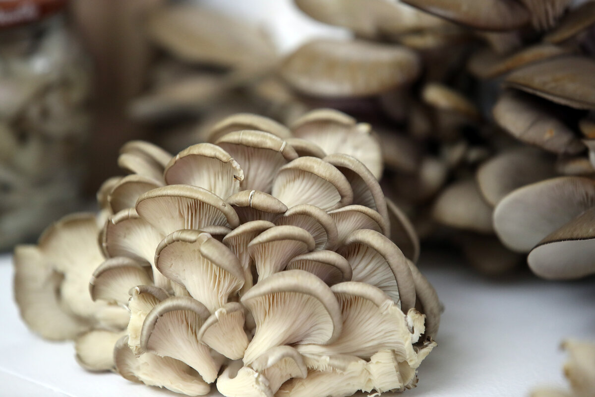 Яндекс.Картинки