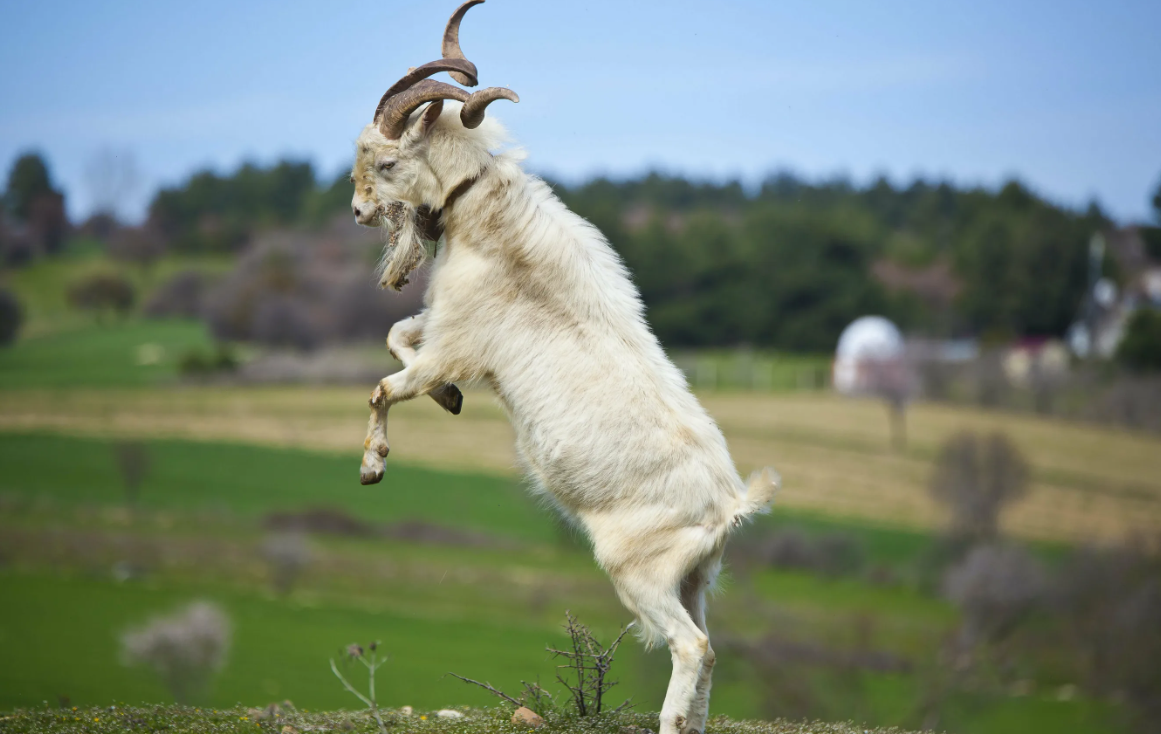 Яндекс картинки