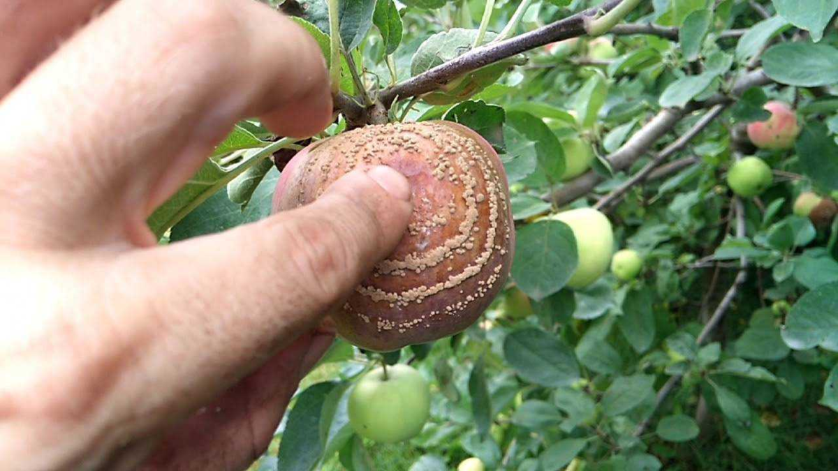 Почему яблоки гниют на деревьях и как их спасти от гниения [Сад sad]