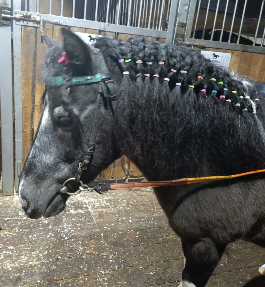 А чем заниматься на конюшне, если на улице работать невозможно, и нет клиентов? Заплетать лошадкам косички на гривах! Это наша пони Маруся вся вычищенная и заплетённная. Так и проходили рабочие дни...