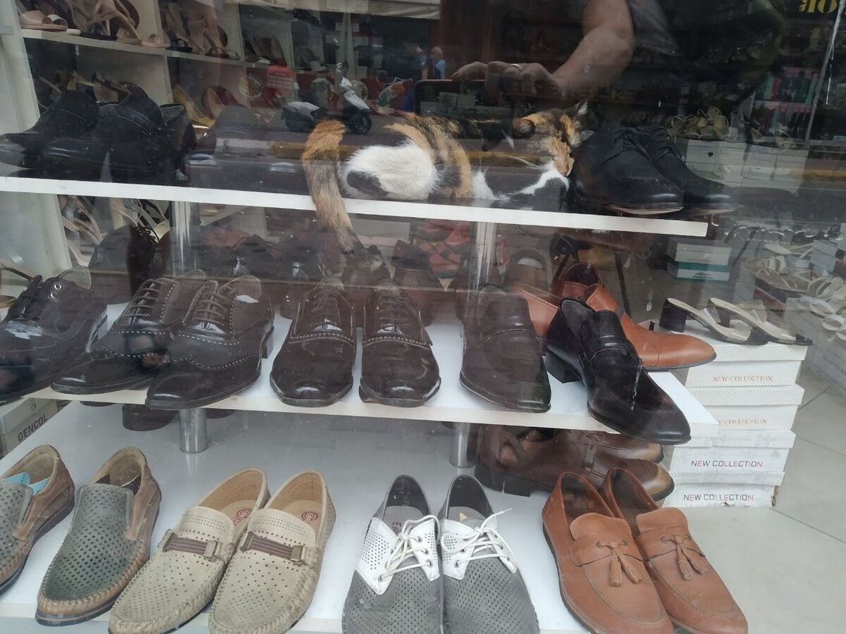 Витрина обувной лавки в Анталии, охраняют коты.