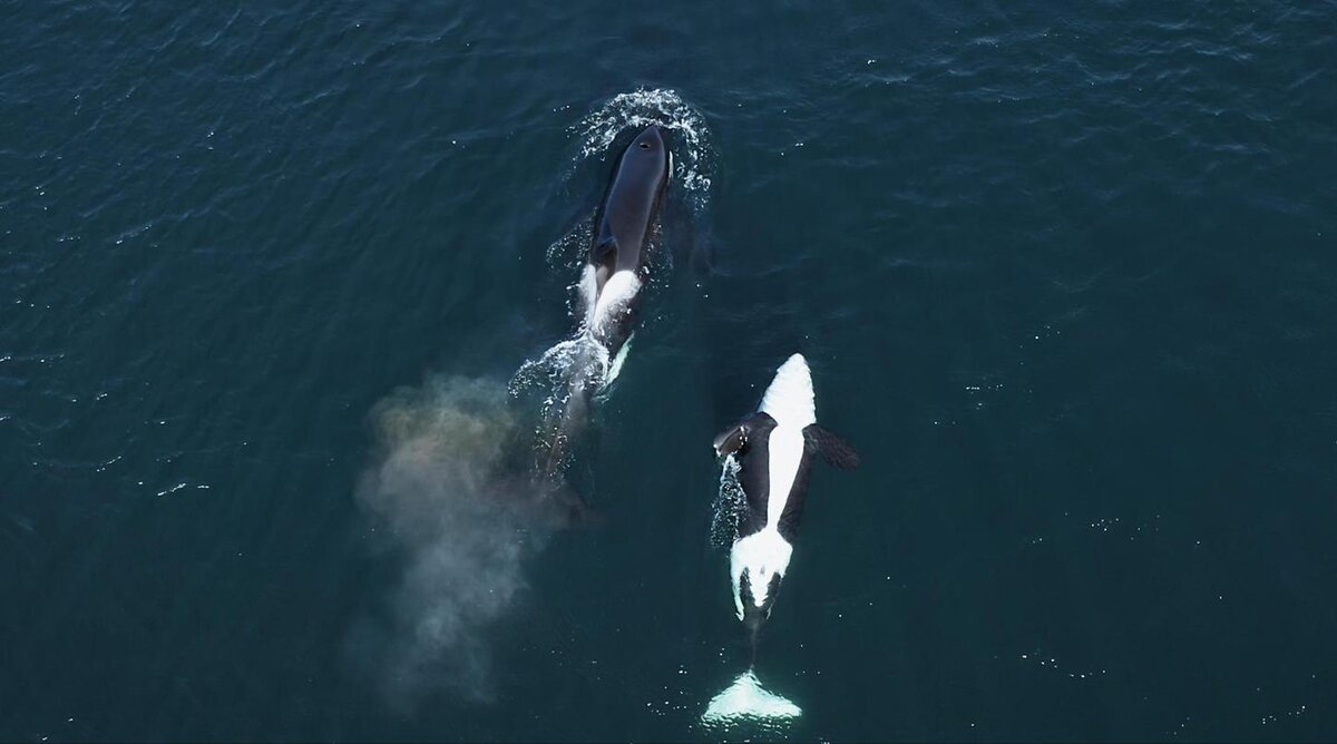    Кадр из фильма «Соисчезновение», 2021., фото: пресс-служба фестиваля