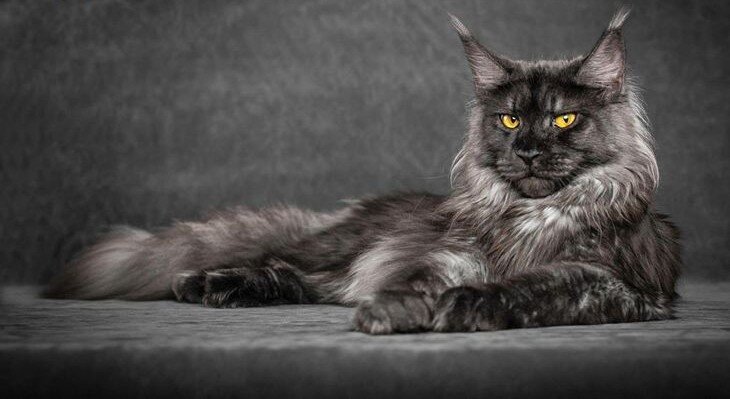 Большие кошки с «карликовыми» кличками не очень хороший вариант