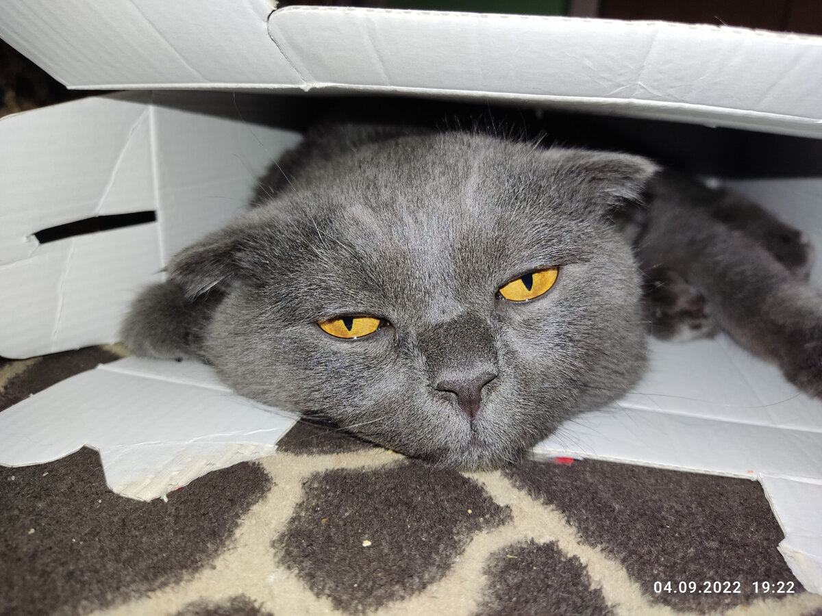 Кот Алекс в коробке. Личное фото. 