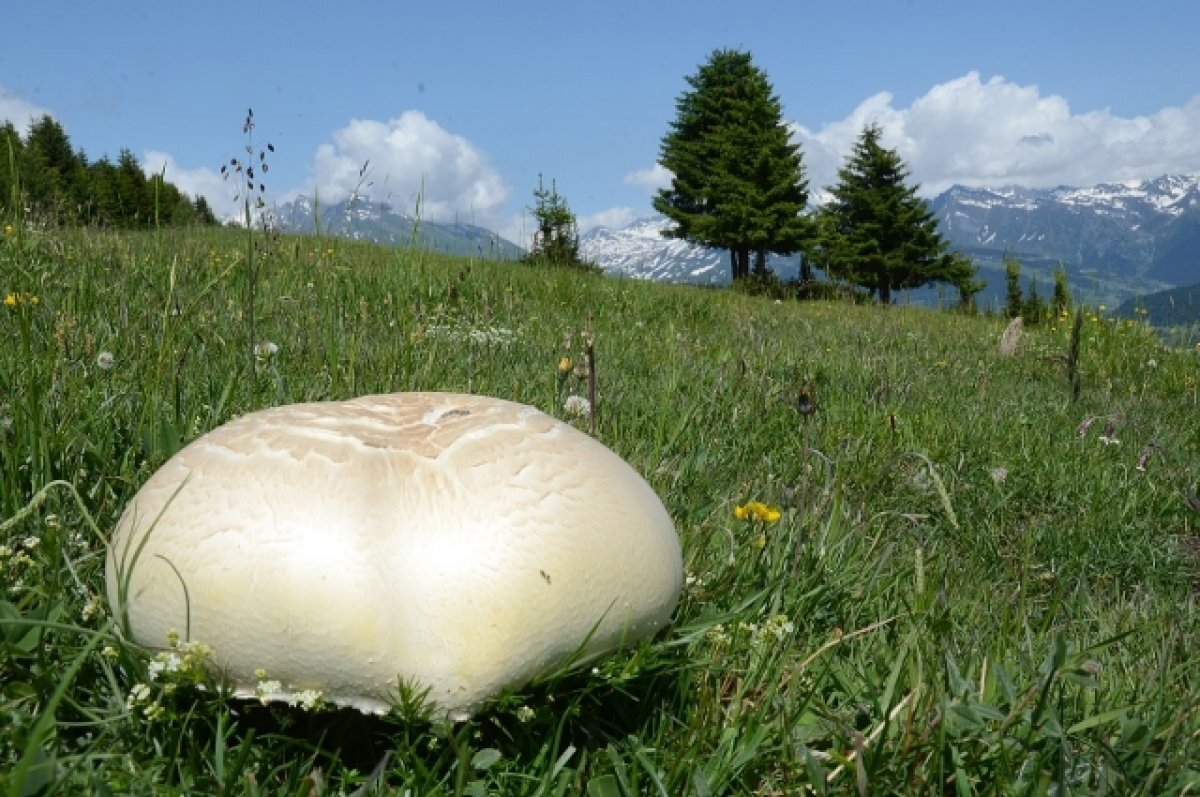    Гриб Calvatia gigantea или головач гигантский. Архивное фото