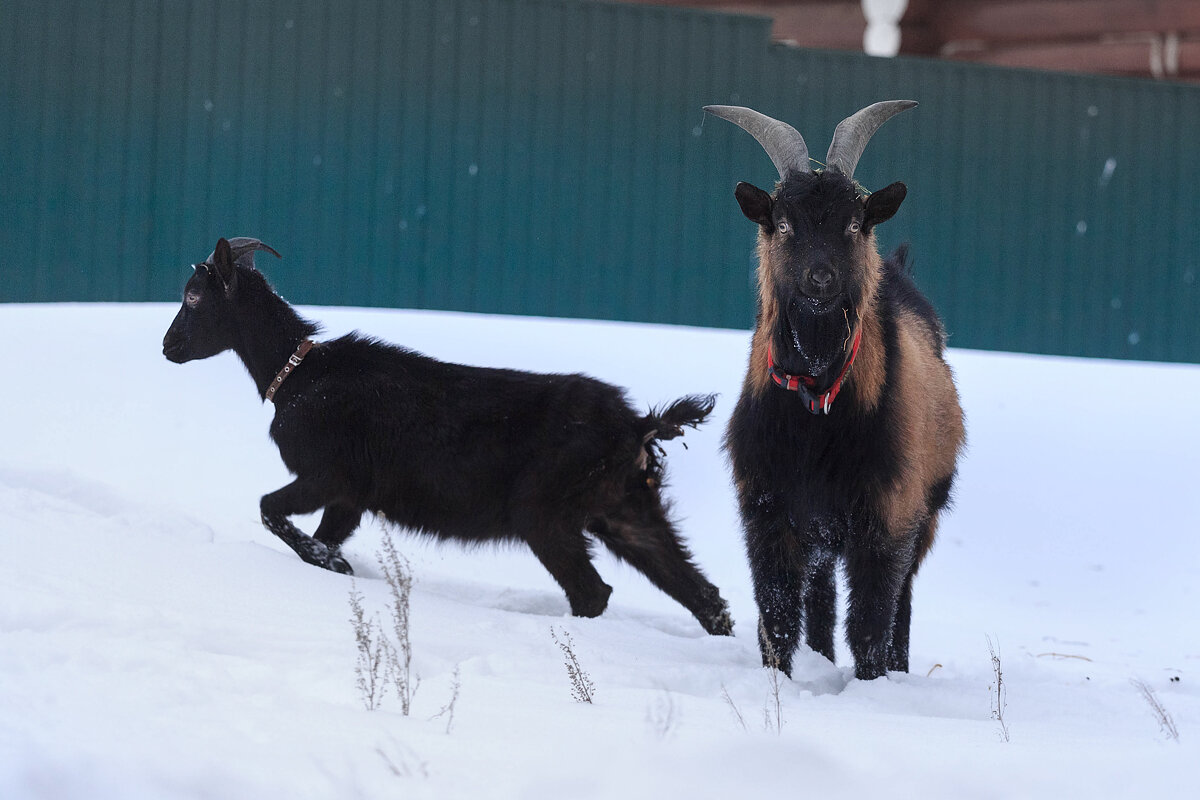 Та самая психическая коза Звёздочка — удирает от направленной на нее издалека камеры. Справа — хищный невозмутимый Лель… колоть глистогонку ему мне еще предстоит «удовольствие». Может, и не рискну колоть, а таблетку альбена скормлю в комочке «сахарка». Они же не доги, плеваться таблетками не умеют?
