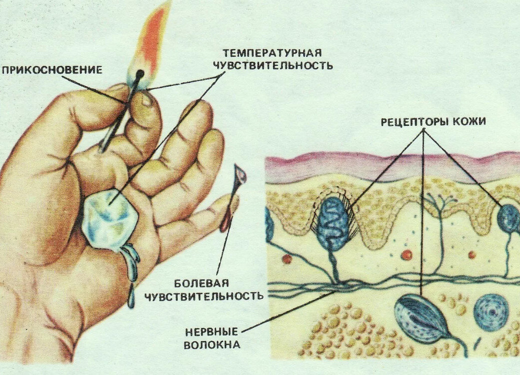 Кожное чувство не воспринимает