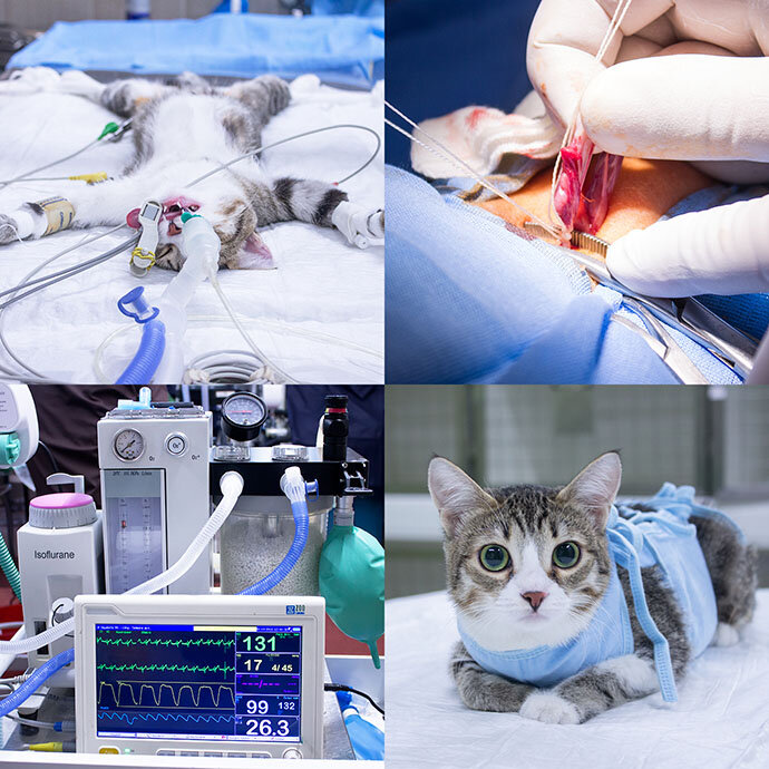 Операция, даже в хорошей клинике и опытными хирургами, не всегда может спасти в тяжелых случаях...