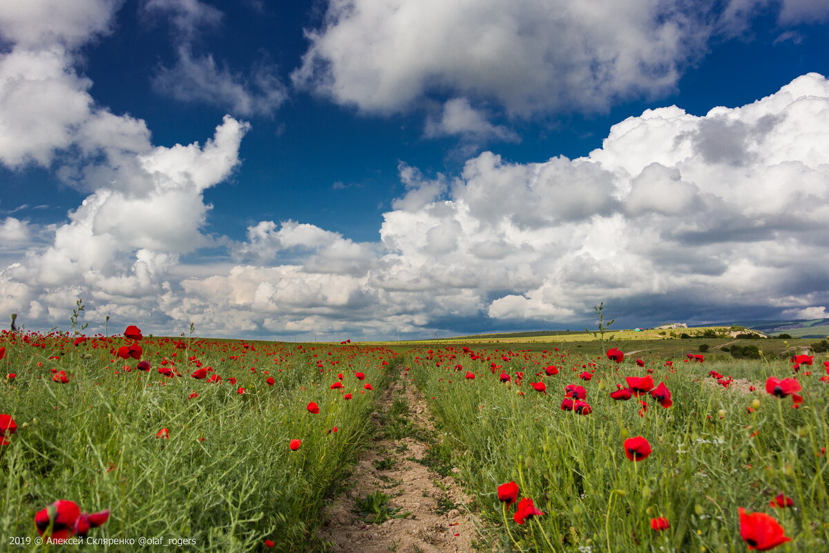 Маки проросли в грядках молодой лаванды.