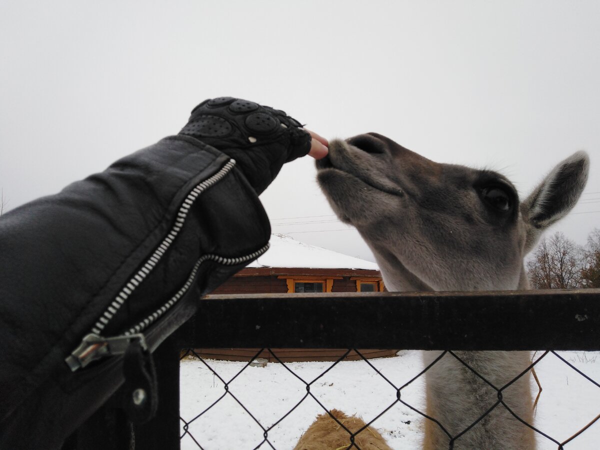 Рука не моя, зато мордочка главного... кажется, гуанако, хорошо получилась!