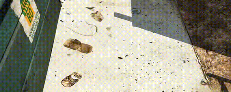 Возле мусорных баков ползают жуки