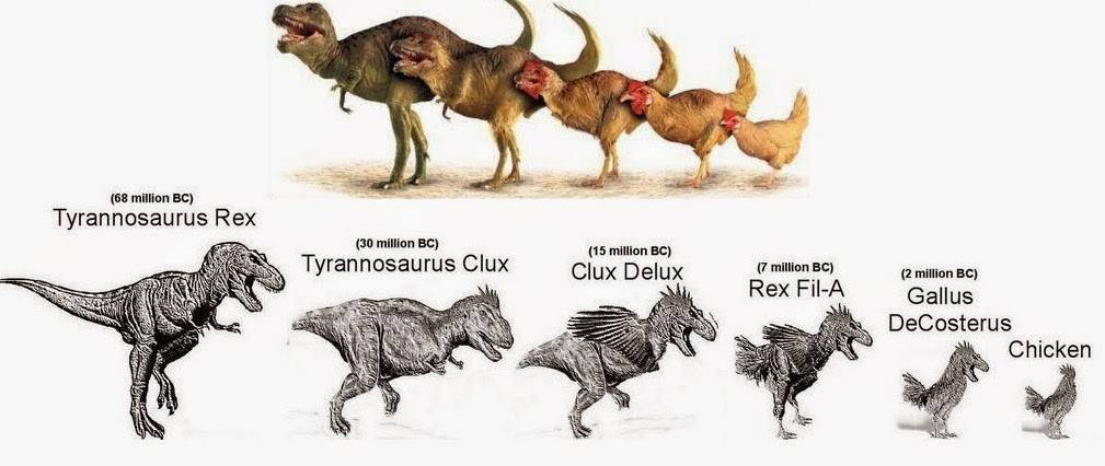 Что появилось первее курица. Эволюция тираннозавра. Эволюция курицы. От какого динозавра произошла курица. Курица потомок тираннозавра.